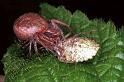 Xysticus_cristatus_F1273_D_85_Laprade_Frankrijk