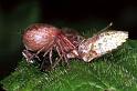 Xysticus_cristatus_F1274_D_84_Laprade_Frankrijk