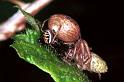 Xysticus_cristatus_F1275_Z_89_Laprade_Frankrijk