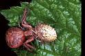 Xysticus_cristatus_F1276_D_86_Laprade_Frankrijk