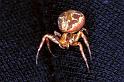 Xysticus_cristatus_F1277_Z_78_Laprade_Frankrijk