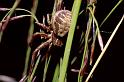 Xysticus_cristatus_P0013_Z_75_-_Frankrijk