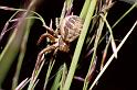 Xysticus_cristatus_P0028_Z_90_-_Frankrijk