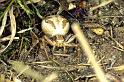 Xysticus_cristatus_P0153_Z_85_-_Zwitserland