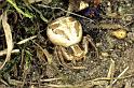 Xysticus_cristatus_P0154_Z_80_-_Zwitserland