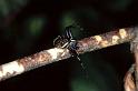 Xysticus_cristatus_P0539_Z_87_-_Frankrijk