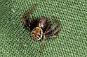 Xysticus_cristatus_P0544_Z_87_-_Frankrijk