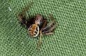Xysticus_cristatus_P0545_Z_87_-_Frankrijk