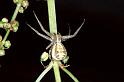 Xysticus_cristatus_P0546_Z_84_-_Frankrijk