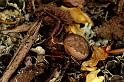 Xysticus_cristatus_P0552_Z_87_Soube_Frankrijk