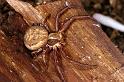 Xysticus_cristatus_P0554_Z_90_Soube_Frankrijk