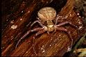 Xysticus_cristatus_P0555_Z_90_Soube_Frankrijk