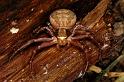 Xysticus_cristatus_P0556_Z_90_Soube_Frankrijk