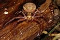 Xysticus_cristatus_P0557_Z_90_Soube_Frankrijk