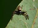 Xysticus_geometres_D6511_O_82_Brisbane_Australie