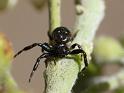 Xysticus_geometres_D6512_Z_78_Brisbane_Australie