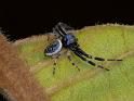 Xysticus_geometres_D6632_Z_88_Brisbane_Australie