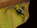 Xysticus_geometres_D6633_Z_90_Brisbane_Australie