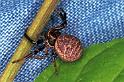Xysticus_kempelini_F1129_D_85_Vernet-les-Bains_Frankrijk