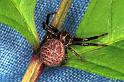 Xysticus_kempelini_F1130_D_86_Vernet-les-Bains_Frankrijk