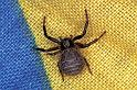 Xysticus_kempelini_F1131_D_80_Vernet-les-Bains_Frankrijk