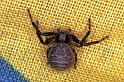 Xysticus_kempelini_F1132_D_80_Vernet-les-Bains_Frankrijk