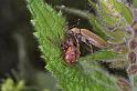Xysticus_lanio_F0033_Z_85_-_Frankrijk