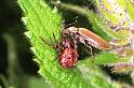 Xysticus_lanio_F0034_Z_77_-_Frankrijk