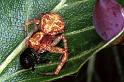 Xysticus_lanio_F1192_O_77_Laprade_Frankrijk