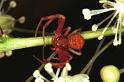 ZZ_ZZ149_RF0469_O_75_Daintree-Giru_Australie