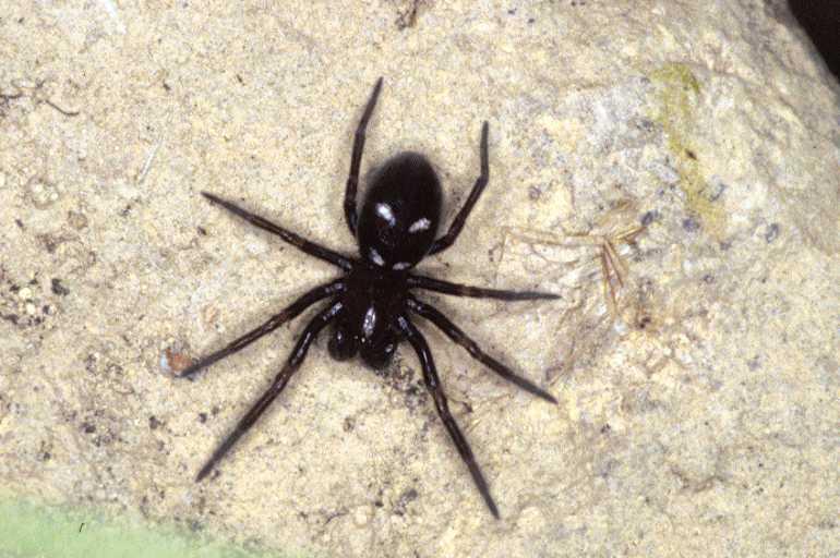 Titanoeca_quadriguttata_P0946_Z_82_-_Frankrijk.jpg