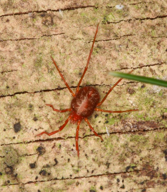 Trombidium_ZZ457_D6038_Z_85_Dalsteeg_Nederland.jpg