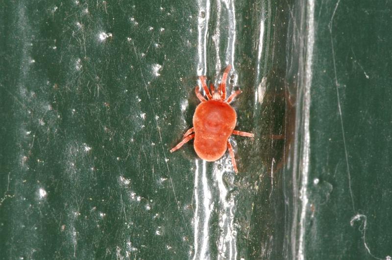 Trombidium_holosericeum_D5727_Z_88_Ooij_Nederland.jpg