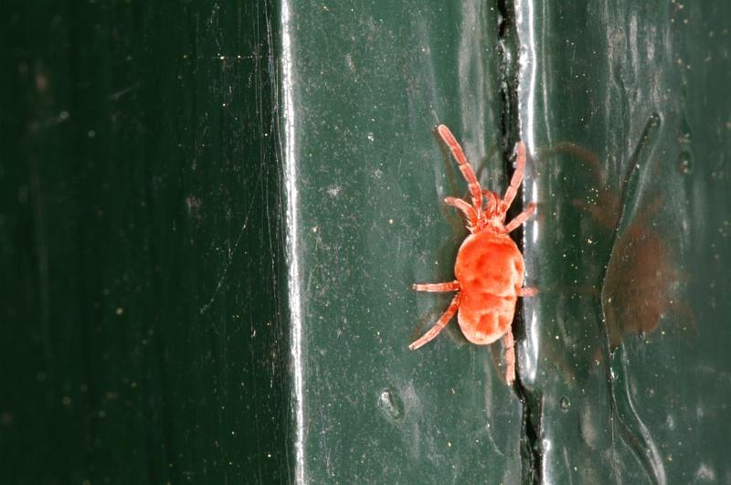 Trombidium_holosericeum_D5728_Z_87_Ooij_Nederland.jpg