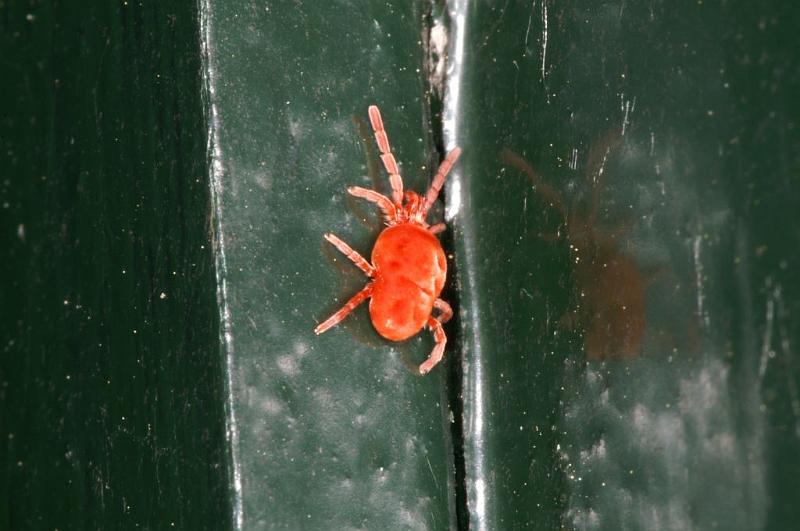 Trombidium_holosericeum_D5729_Z_88_Ooij_Nederland.jpg