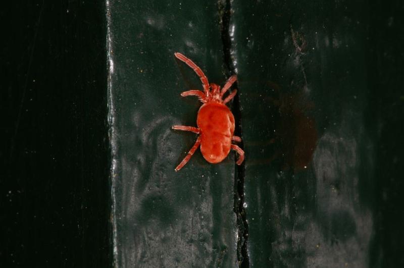 Trombidium_holosericeum_D5730_Z_89_Ooij_Nederland.jpg