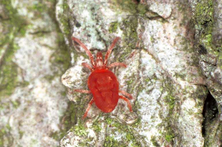 Trombidium_holosericeum_F0231_Z_80_Badhoevedorp_Nederland.jpg