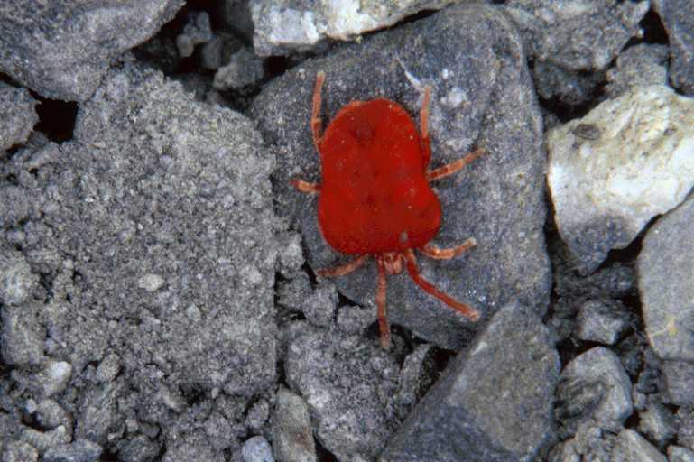 Trombidium_holosericeum_P0260_Z_75_Sixt-Fer-a-Cheval_Frankrijk.jpg