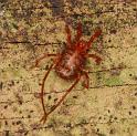 Trombidium_ZZ457_D6037_Z_85_Dalsteeg_Nederland