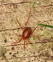 Trombidium_ZZ457_D6038_Z_85_Dalsteeg_Nederland