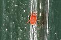 Trombidium_holosericeum_D5727_Z_88_Ooij_Nederland
