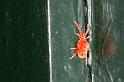 Trombidium_holosericeum_D5728_Z_87_Ooij_Nederland
