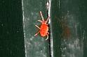 Trombidium_holosericeum_D5729_Z_88_Ooij_Nederland