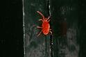 Trombidium_holosericeum_D5730_Z_89_Ooij_Nederland