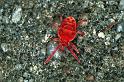 Trombidium_holosericeum_F0155_Z_90_Ooij_Nederland