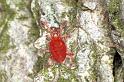 Trombidium_holosericeum_F0231_Z_80_Badhoevedorp_Nederland