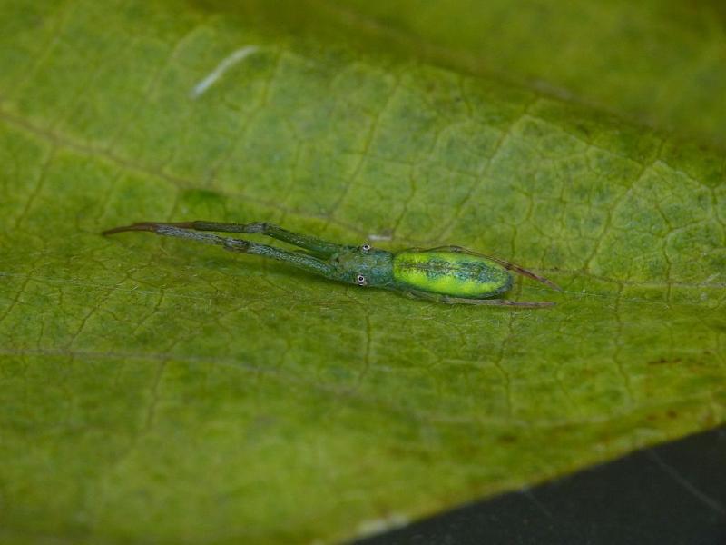Miagrammopes_ZZ530_D6683_Z_90_Brisbane_Australie.jpg