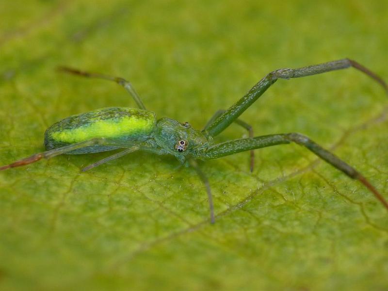 Miagrammopes_ZZ530_D6686_Z_88_Brisbane_Australie.jpg