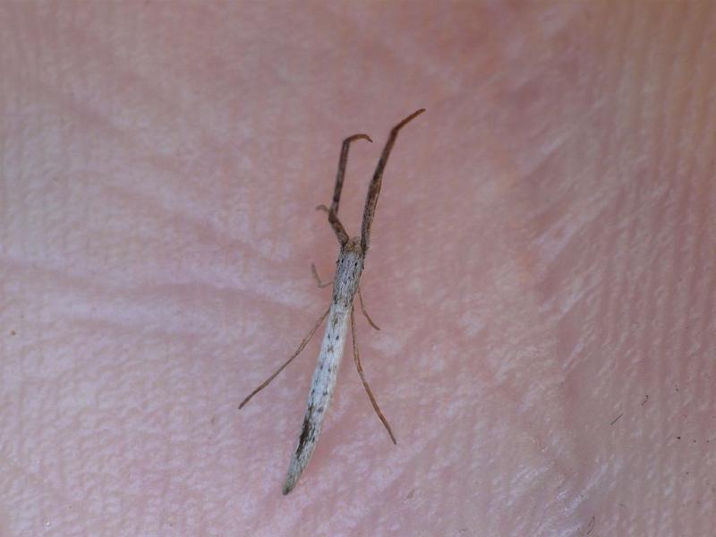 Miagrammopes_ZZ577_D6894_Z_89_Brisbane_Australie.jpg