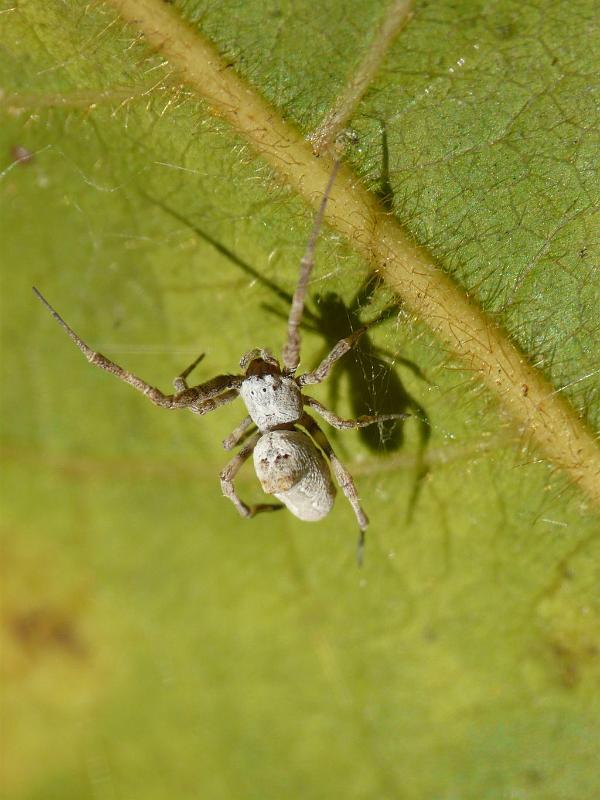 Philoponella_variabilis_D6304_Z_88_Brisbane_Australie.jpg